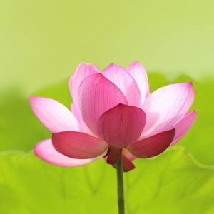 热血江湖s(图1)